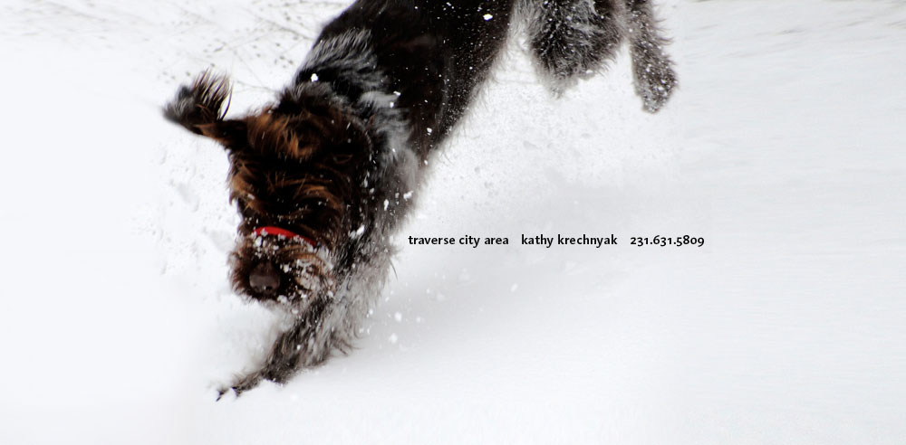 dog playing in snow
